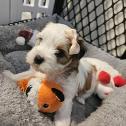 Shorkie and Yorkshire Terrier Puppies from Passion Pups TN