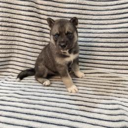 AKC Merlin - Agouti and white male Siberian Husky puppy in Cedarville, Ohio from Evereve Kennels