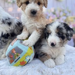 Aussiedoodle and Cavapoo Puppies from Pawsome Aussie Doodles and Oodles
