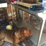 Dogue de Bordeaux All Grown Up from Chatsworth DDB