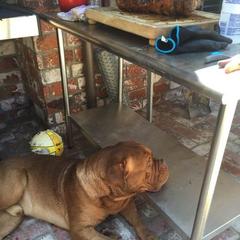 Dogue de Bordeaux All Grown Up from Chatsworth DDB