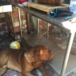 Dogue de Bordeaux All Grown Up from Chatsworth DDB