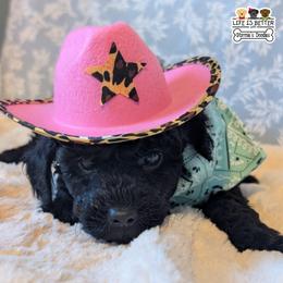 Yellow Girl - Black female Goldendoodle puppy in Rockledge, Florida from Stormie's Doodles