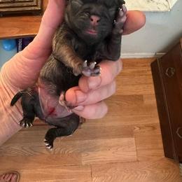 Dolly - Fawn female Pug puppy in Boynton Beach, Florida from Camp Pug