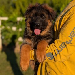 Boy 2 - Black and red male German Shepherd puppy in Stockton, California from Zaragoza German Shepherds