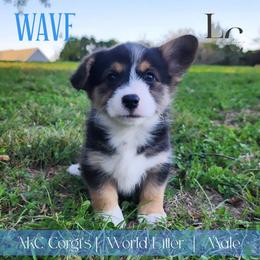 Wave - Black and tan male Pembroke Welsh Corgi puppy in Pine Village, Indiana from NL Horsemanship