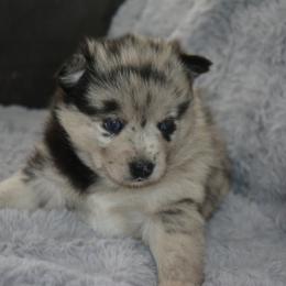 Pomsky Puppies from Pomskies of Vermont