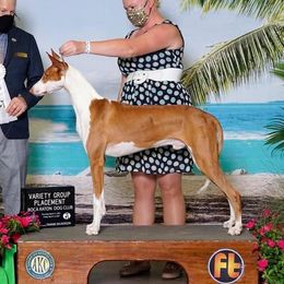 Turtle - Ibizan Hound