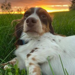 Stan Lee - Dachshund
