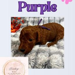 Purple - Red  female Poodle puppy in Lima, Ohio from Buckeye Red Standard Poodles