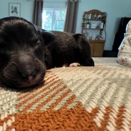 Australian Shepherd and Miniature American Shepherd Puppies from Autumn Fall Aussies