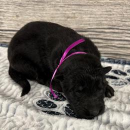 Hami dark pink - Black female German Shepherd puppy in Herrick, South Dakota from Dakota Shepherds Kennels