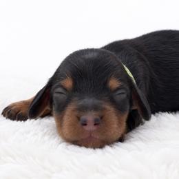 Arlo - Black and tan male Dachshund puppy in Fredricktown, Missouri from Ivy Cream Dachshunds