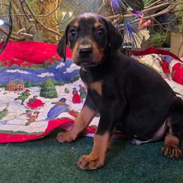 Blue collar black male - Black and rust male Doberman Pinscher puppy in Houston, Texas from Draggin Dobermans & Great Danes