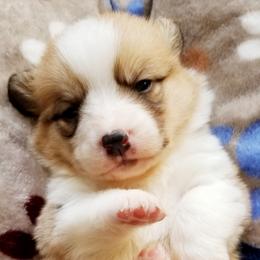 American Corgi and Pembroke Welsh Corgi Puppies from Whimsical Treasure Corgis