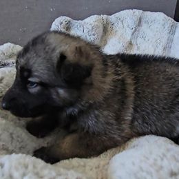 Jasper - Fawn sable male Shiloh Shepherd puppy in Loon Lake, Washington from SilverLiningShilohs