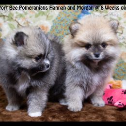 Pomeranian Puppies from Port Bee Pomeranian’s