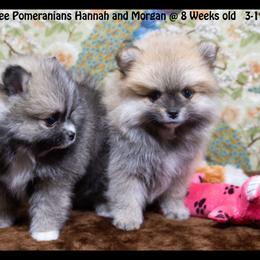 Pomeranian Puppies from Port Bee Pomeranian’s
