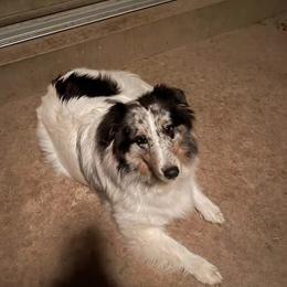 Zirconian - White blue merle and tan female Shetland Sheepdog puppy in Dayton, Ohio from Buckeye Shelties