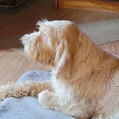 Patience - Spinone Italiano