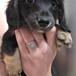 White paw - Black and cream female Dachshund puppy in Otto, North Carolina from Windy Ridge Dachshunds