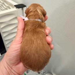 Purple - Apricot female Cavapoo puppy in Georgetown, Texas from Mc Doodles of Texas LLC