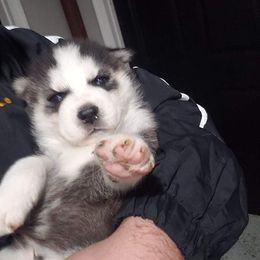 Siberian Husky Puppies from KD Husky Family