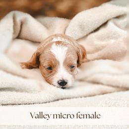 Valley - Red  female Goldendoodle puppy in Punta Gorda, Florida from Transformation Acres Goldendoodle