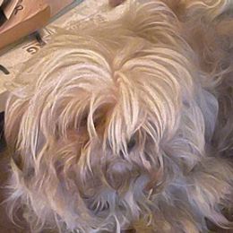 Shih Tzus and Yorkshire Terriers from Perfectly Pom Farm