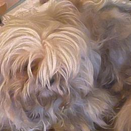 Shih Tzus and Yorkshire Terriers from Perfectly Pom Farm
