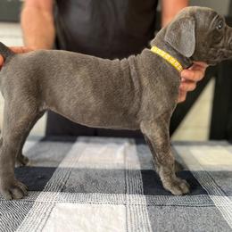 Yellow Collar - Gray brindle female Cane Corso puppy in Beaver Crossing, Nebraska from Blue River Cane Corso