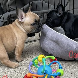 French Bulldog Puppies from Timeless French Bulldogs