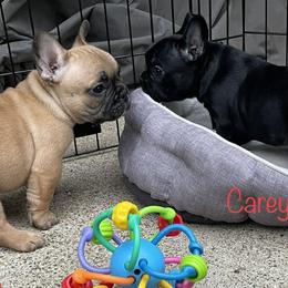 French Bulldog Puppies from Timeless French Bulldogs