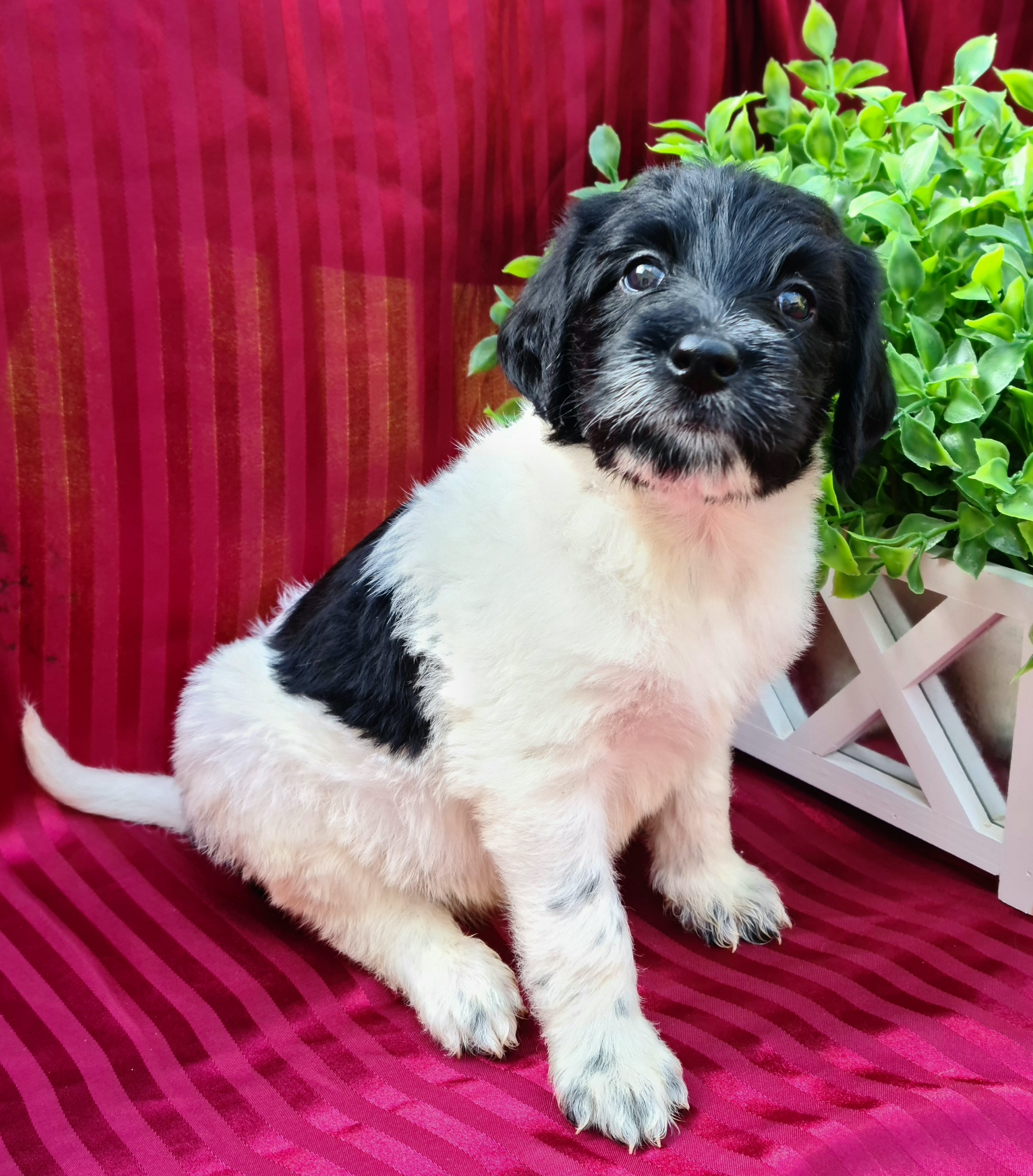 Labradoodle Puppies from 101 Labradoodles