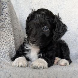 Boots - Black male Goldendoodle puppy in Englewood, Ohio from The Golden Aussie Co.