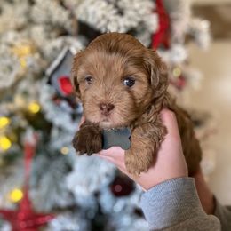 Orange collar - Merle female Shihpoo puppy in Millsap, Texas from Gaston’s Posh Poodles and Doodles