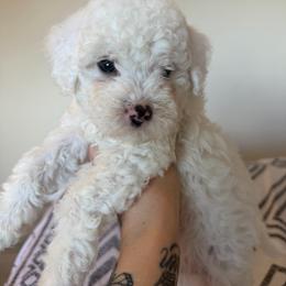 Mochi - White male Poodle puppy in Grass Valley, California from Cuddle Paws Poodles