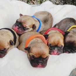French Bulldog Puppies from Sloan Family Frenchies