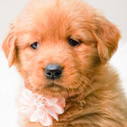Golden Retrievers, Miniature American Shepherds, and Siberian Huskies from HuskiesAndGoldensWithFinesse