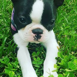 Boston Terriers and German Shorthaired Pointers from Fanfare Bostons and Shorthairs