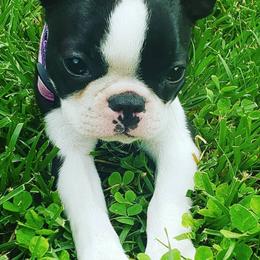 Boston Terriers and German Shorthaired Pointers from Fanfare Bostons and Shorthairs