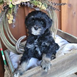 Male 2 - Black male Australian Labradoodle puppy in Aumsville, Oregon from Country Morning Labradoodles