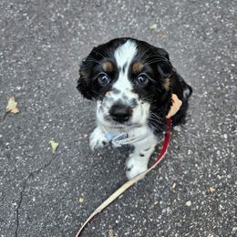 AKC Bella - Black white and tan female Cocker Spaniel puppy in Midlothian, Virginia from Swift Creek Cocker Spaniels