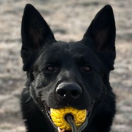 Conan - German Shepherd