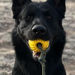 Conan - German Shepherd