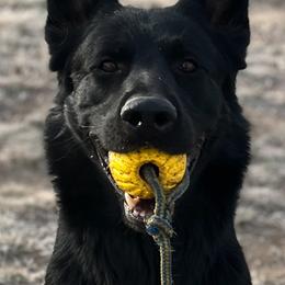 Conan - German Shepherd