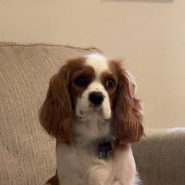 Dessa - Cavalier King Charles Spaniel
