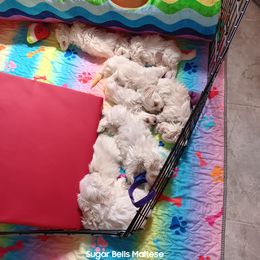 Maltese Puppies from SugarBellsMaltese