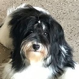 Hope - Havanese