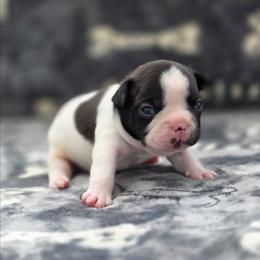 Blue collar - Brindle and white male French Bulldog puppy in Polk City, Florida from Best Friend Frenchies, LLC